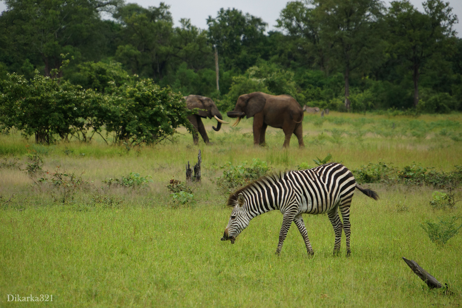 Journey to South Luangwa Part 1 photo - My, Zambia, South Luangwa, wildlife, Africa, Travels, Longpost