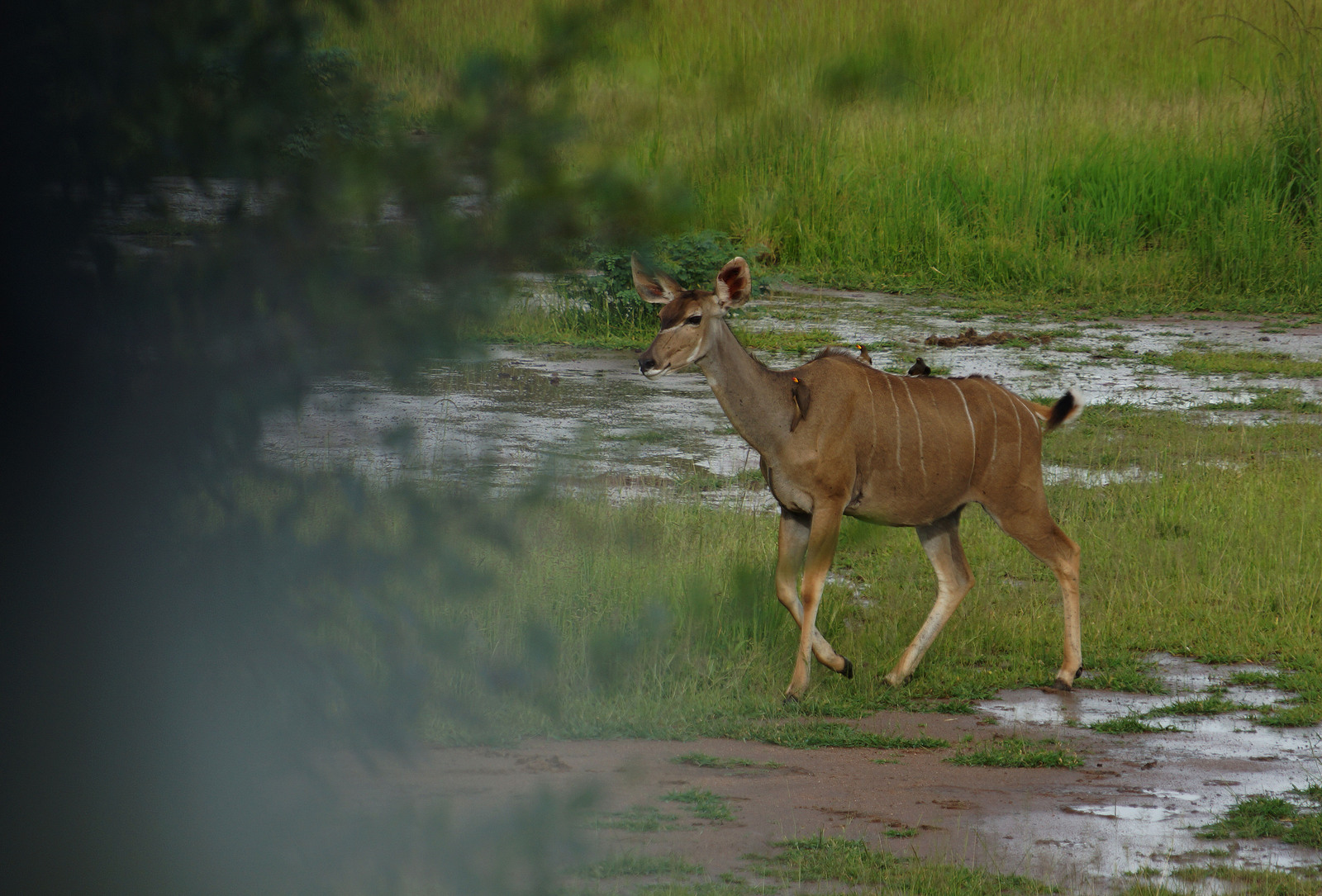 Journey to South Luangwa Part 1 photo - My, Zambia, South Luangwa, wildlife, Africa, Travels, Longpost