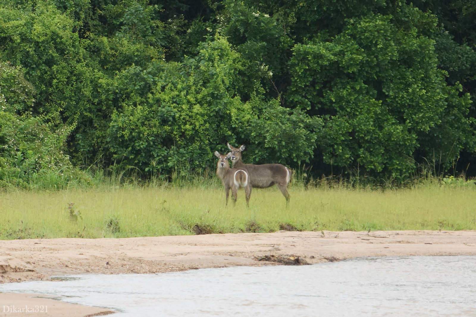 Journey to South Luangwa Part 1 photo - My, Zambia, South Luangwa, wildlife, Africa, Travels, Longpost