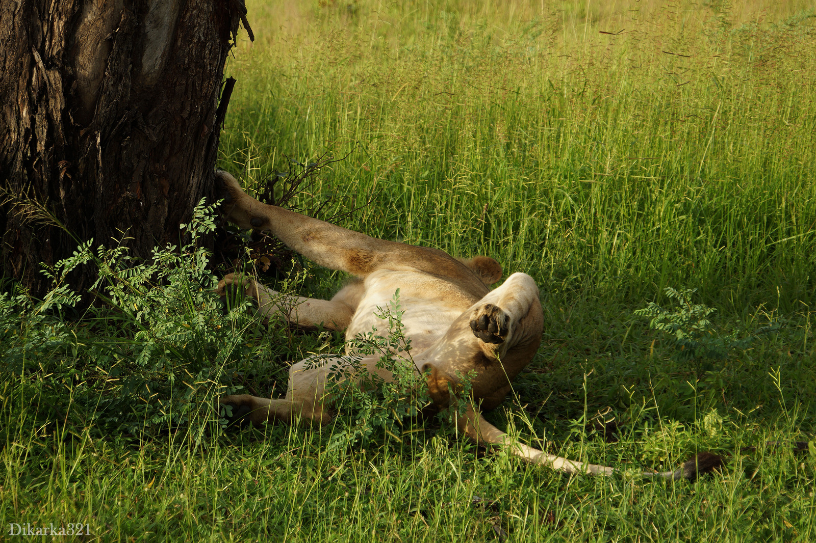 Journey to South Luangwa Part 1 photo - My, Zambia, South Luangwa, wildlife, Africa, Travels, Longpost