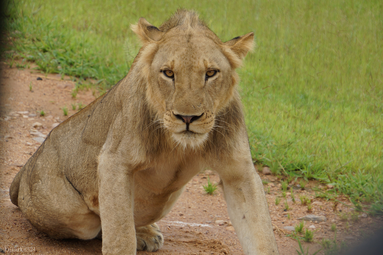 Journey to South Luangwa Part 1 photo - My, Zambia, South Luangwa, wildlife, Africa, Travels, Longpost