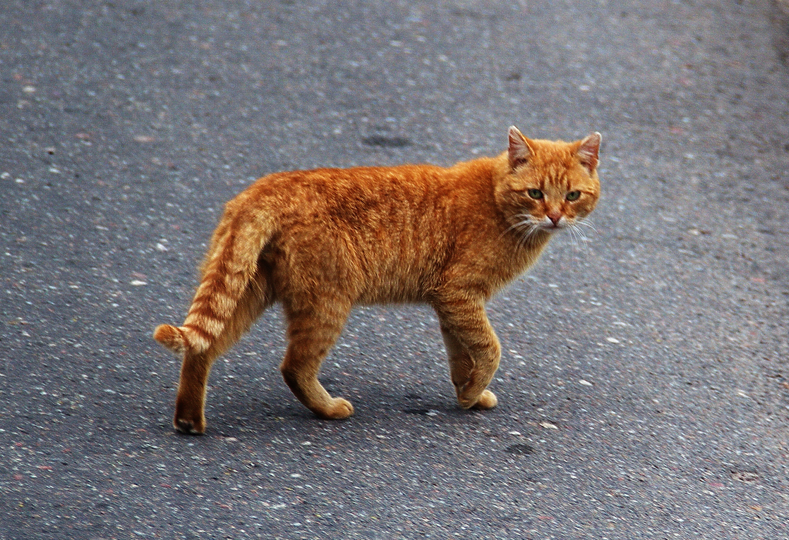 Cats - My, cat, The photo, Mustachioed - Striped, Animals, Longpost