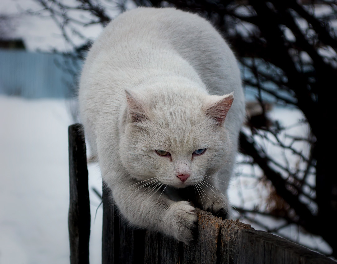 You can start running while I sharpen my claws - The photo, cat, Winter