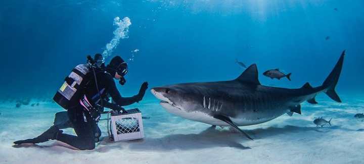 shark trainer - Shark, The photo, Trainer, Ocean, Sea, Person