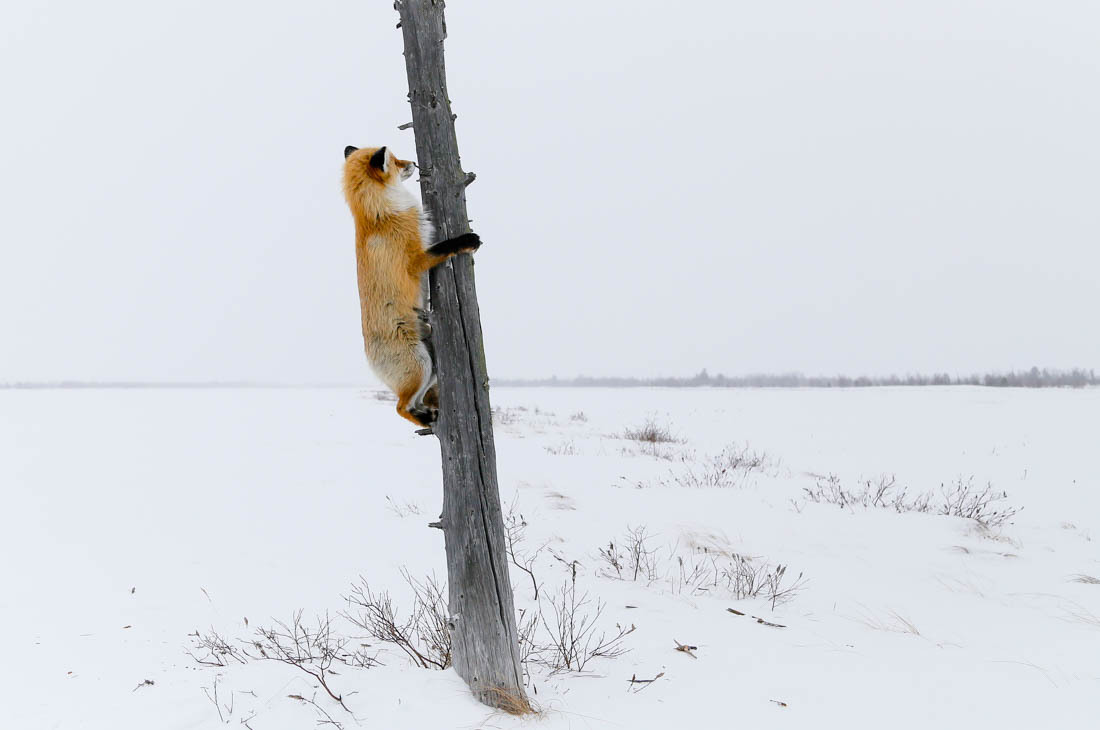 The magic of communication - 4. Fox on the tree. - Fox, Barguzin Nature Reserve, Artur Murzakhanov, Not mine, Longpost, Communication