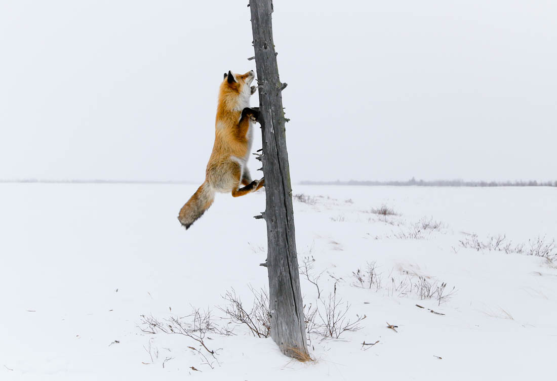 The magic of communication - 4. Fox on the tree. - Fox, Barguzin Nature Reserve, Artur Murzakhanov, Not mine, Longpost, Communication