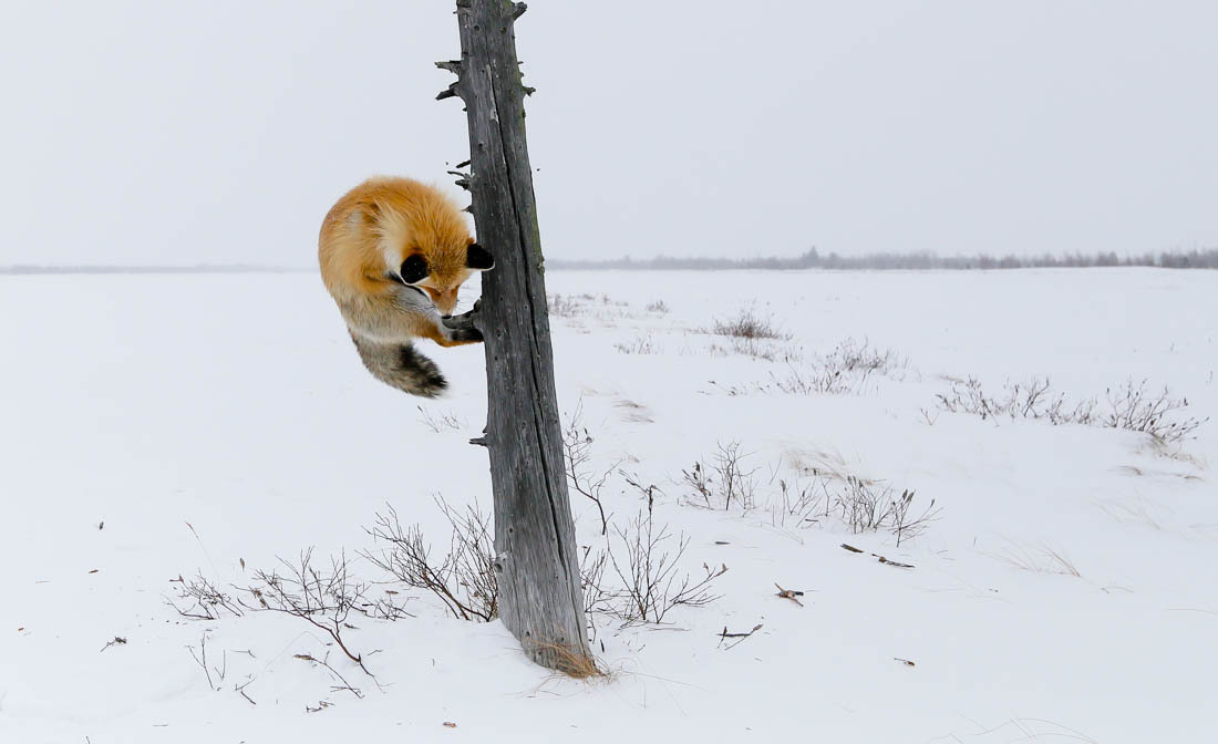 The magic of communication - 4. Fox on the tree. - Fox, Barguzin Nature Reserve, Artur Murzakhanov, Not mine, Longpost, Communication