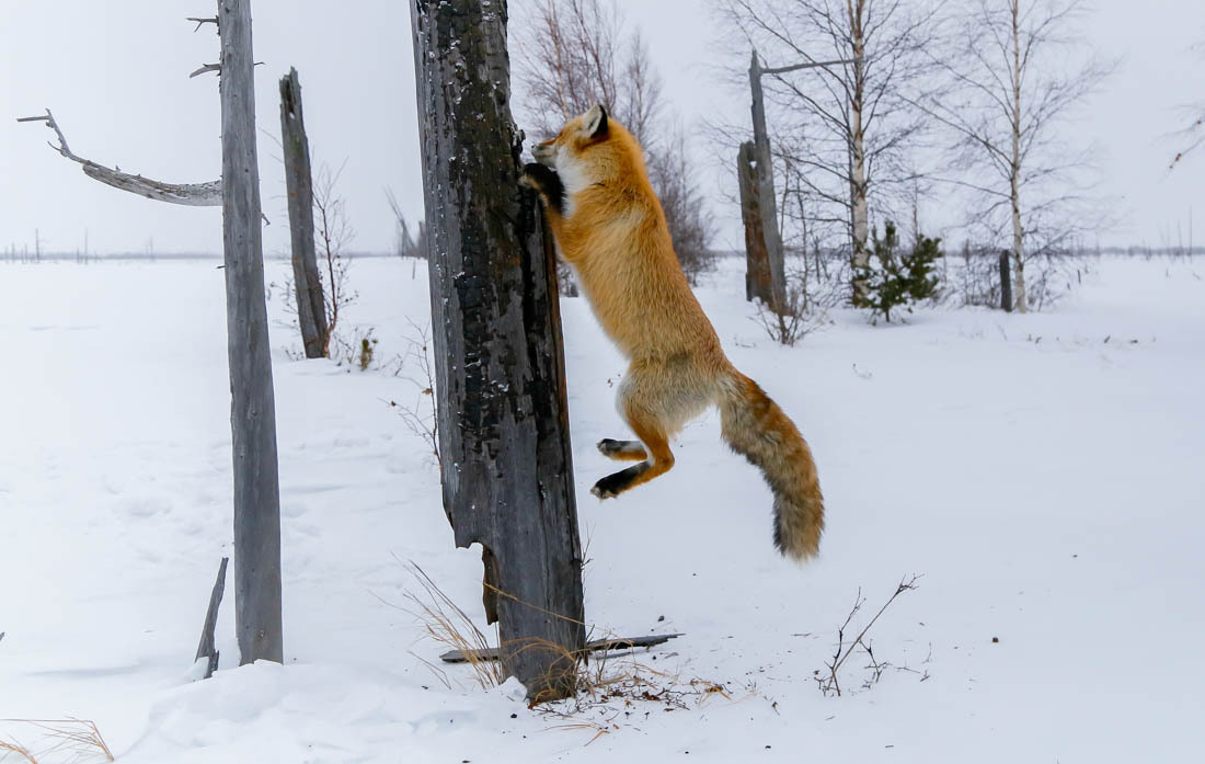 The magic of communication - 4. Fox on the tree. - Fox, Barguzin Nature Reserve, Artur Murzakhanov, Not mine, Longpost, Communication