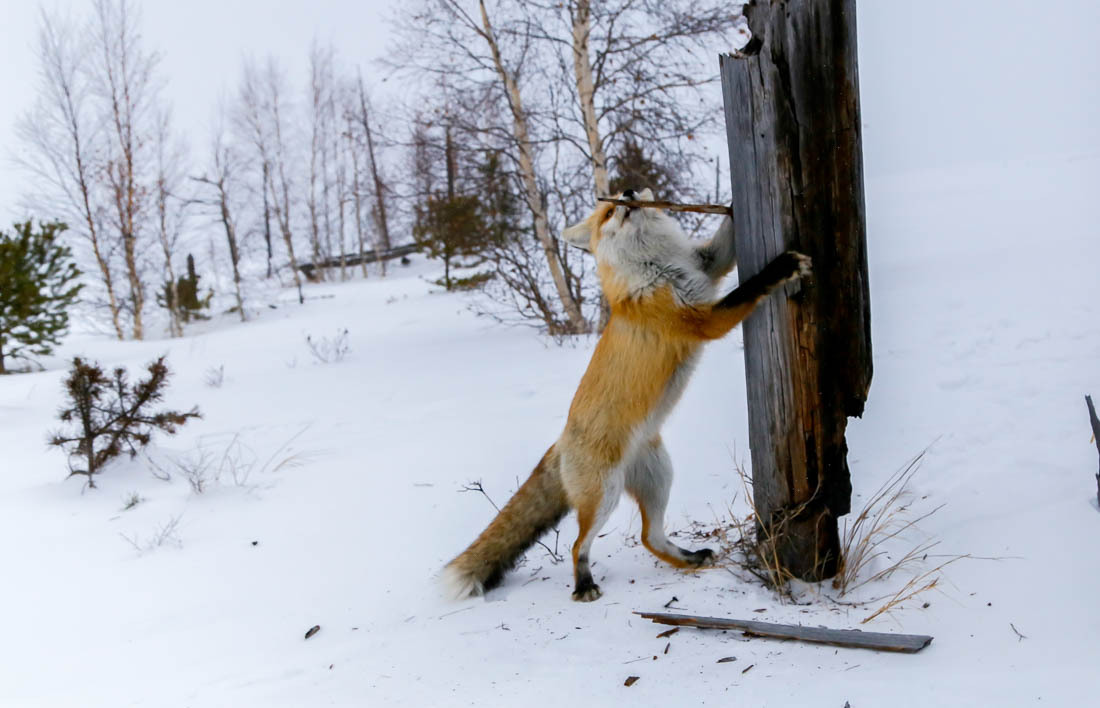 The magic of communication - 4. Fox on the tree. - Fox, Barguzin Nature Reserve, Artur Murzakhanov, Not mine, Longpost, Communication