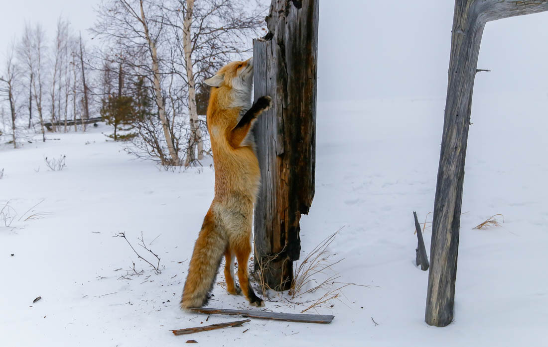 The magic of communication - 4. Fox on the tree. - Fox, Barguzin Nature Reserve, Artur Murzakhanov, Not mine, Longpost, Communication