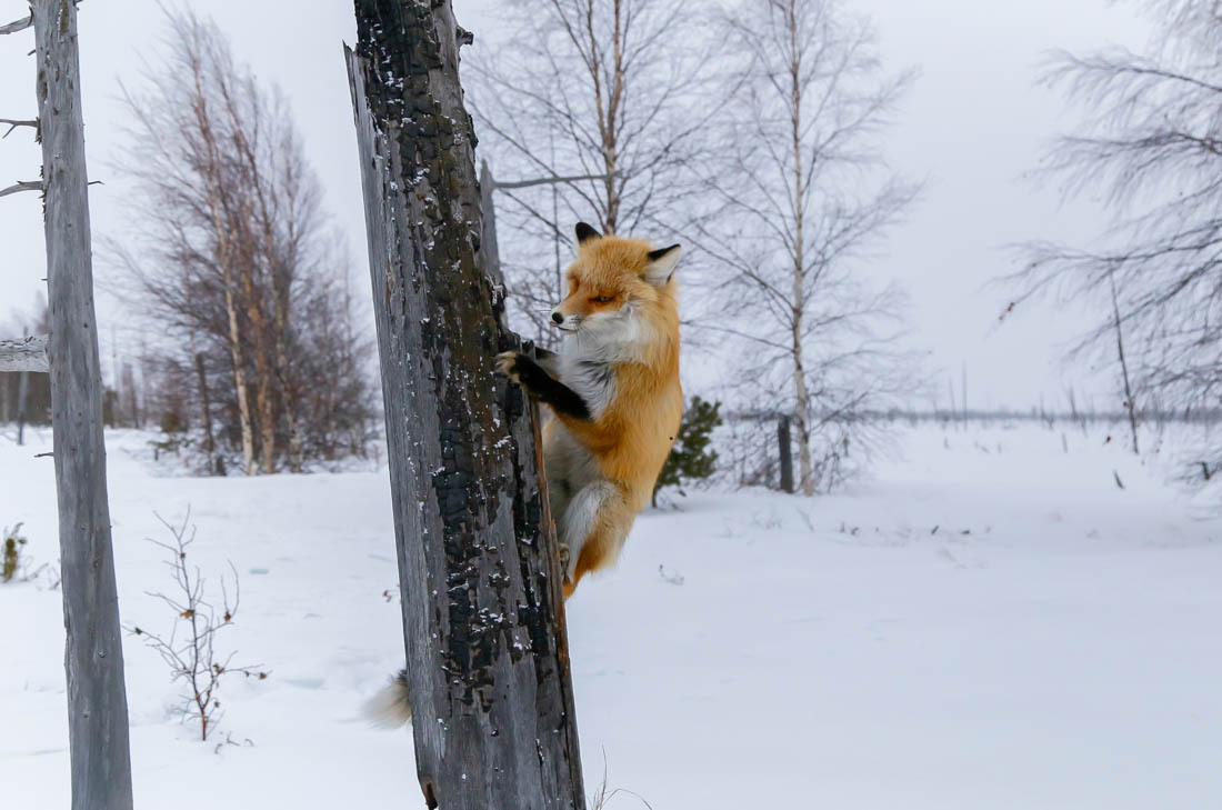 The magic of communication - 4. Fox on the tree. - Fox, Barguzin Nature Reserve, Artur Murzakhanov, Not mine, Longpost, Communication