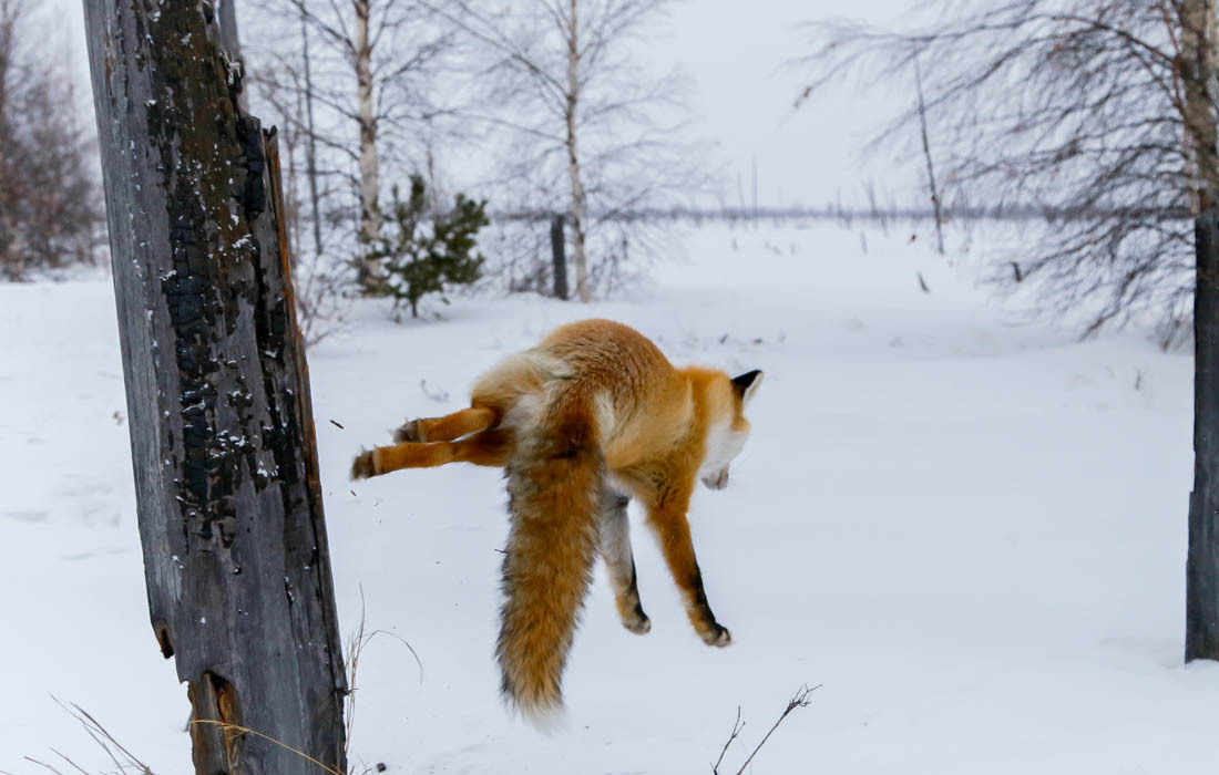 The magic of communication - 4. Fox on the tree. - Fox, Barguzin Nature Reserve, Artur Murzakhanov, Not mine, Longpost, Communication