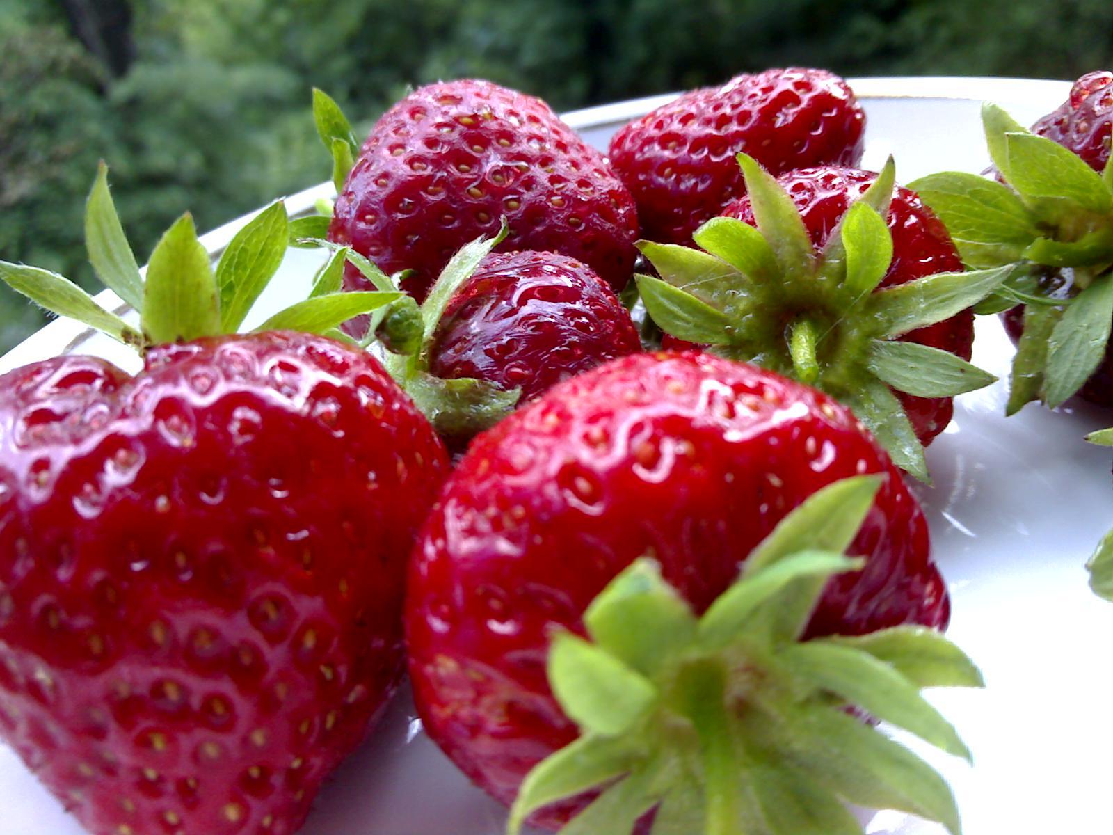 Strawberries on the balcony - My, , Garden, Hobby, Strawberry, Peas, Longpost, Strawberry (plant)