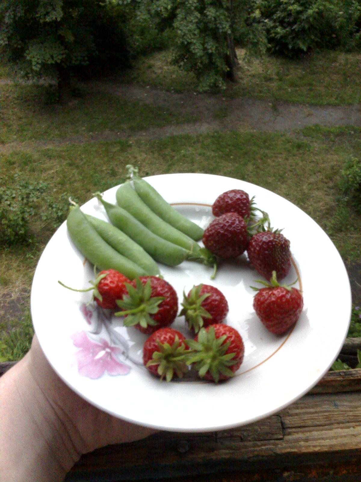 Strawberries on the balcony - My, , Garden, Hobby, Strawberry, Peas, Longpost, Strawberry (plant)