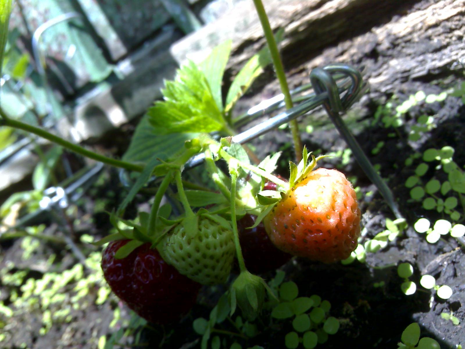 Strawberries on the balcony - My, , Garden, Hobby, Strawberry, Peas, Longpost, Strawberry (plant)