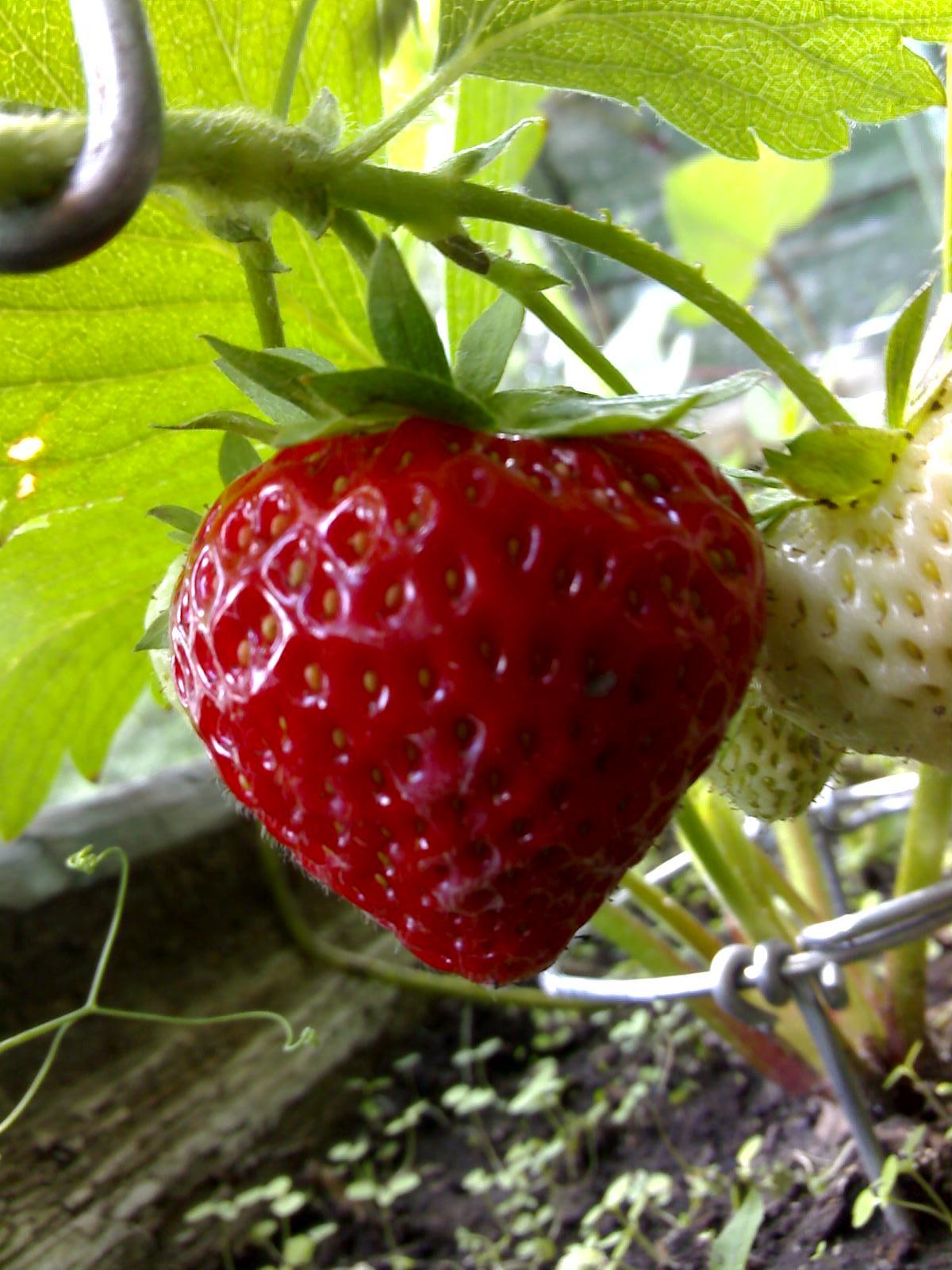 Strawberries on the balcony - My, , Garden, Hobby, Strawberry, Peas, Longpost, Strawberry (plant)