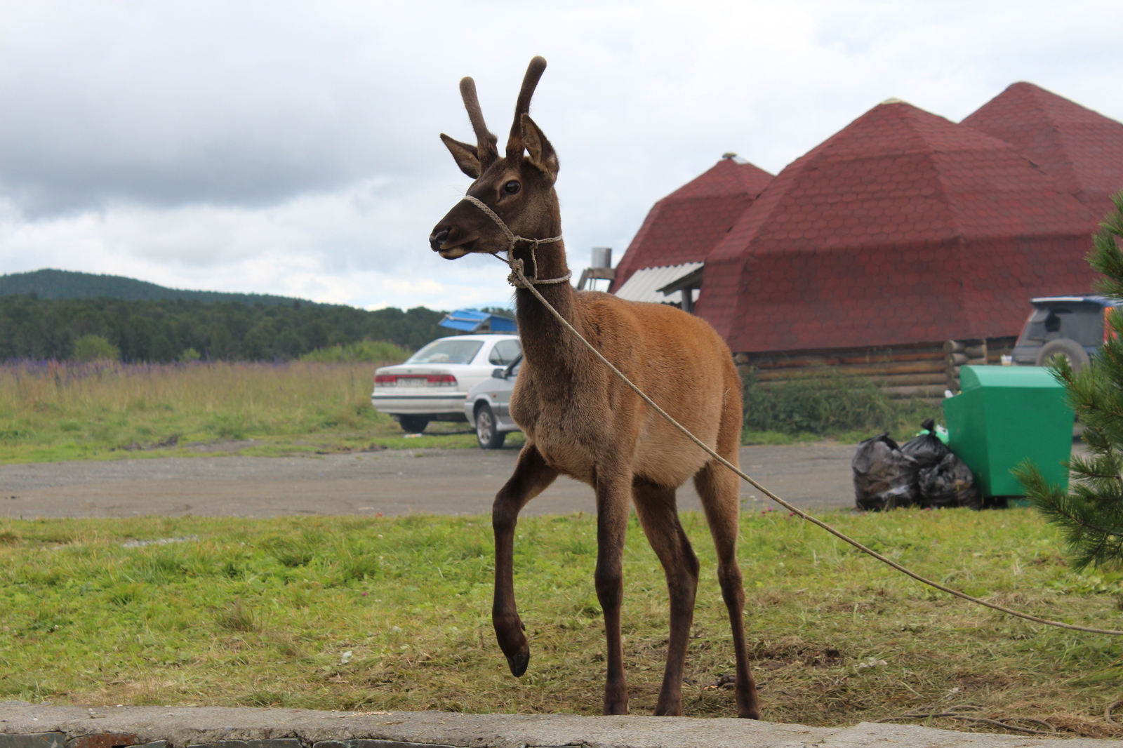 A story about a trip to Baikal, day 4 - Gorny Altai - My, , Road trip, Altai, Longpost, Altai Republic