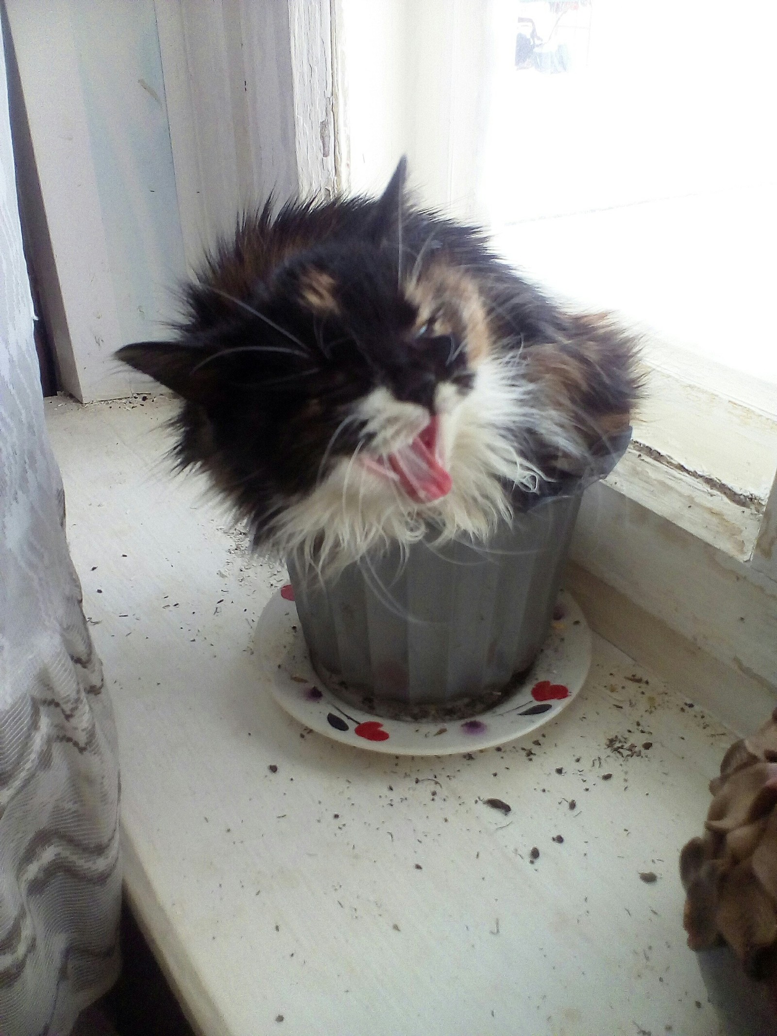 weed has grown) - My, Tricolor cat, Good morning, Longpost, cat