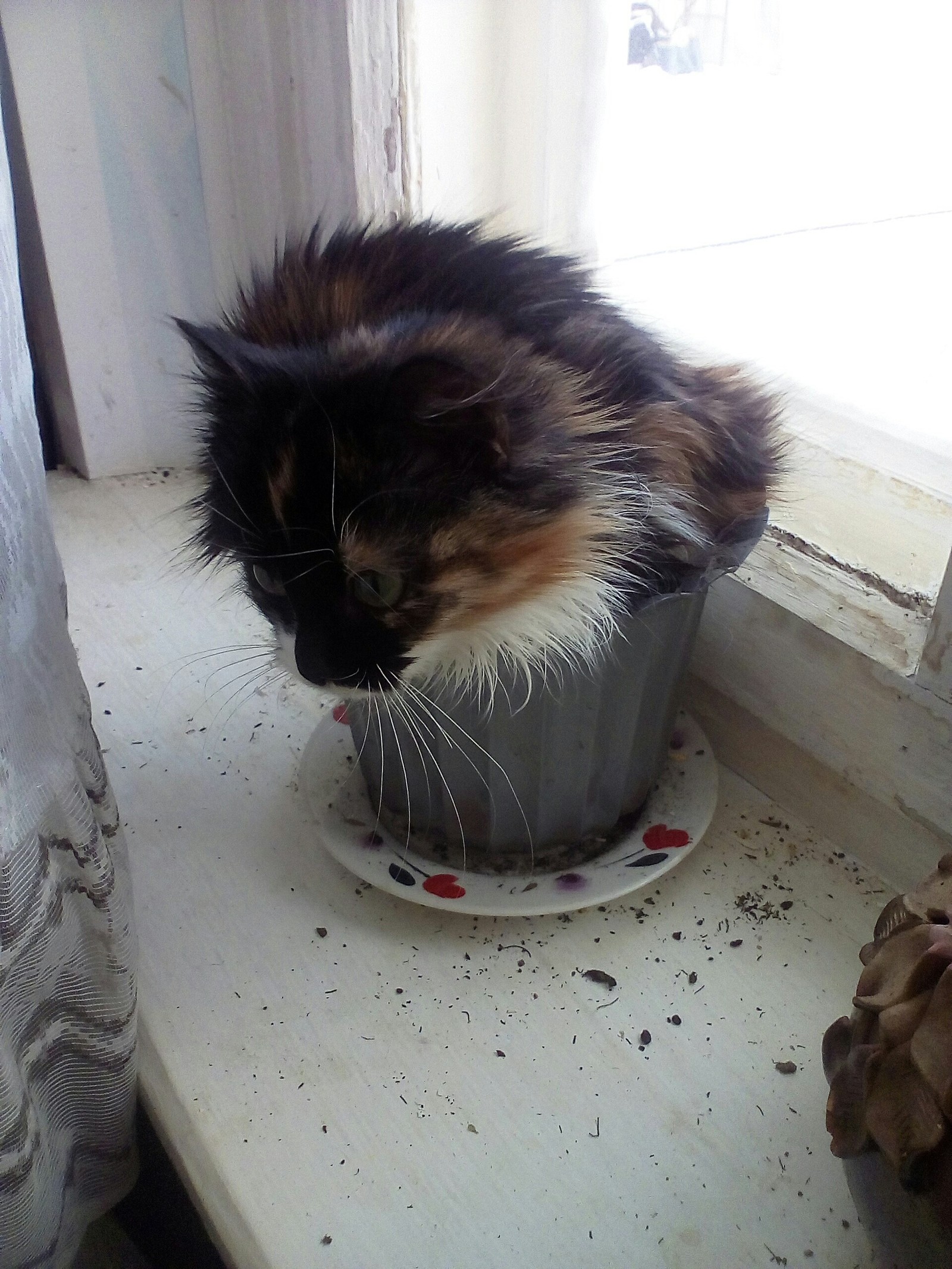 weed has grown) - My, Tricolor cat, Good morning, Longpost, cat