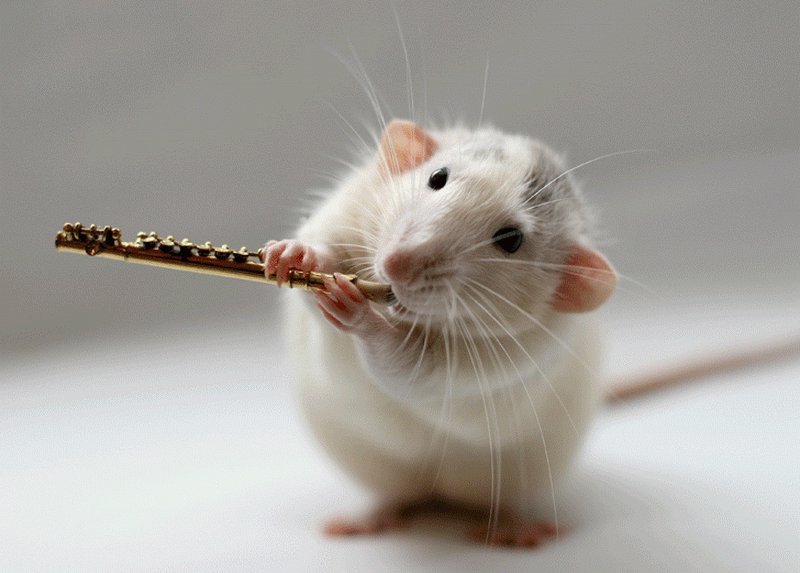 Just a rat playing the flute. - Rat, Flute