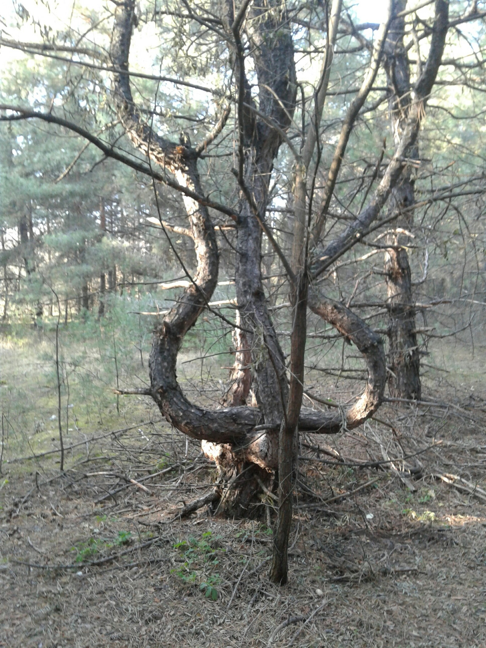 Strange tree. - My, Tree, Forest, Longpost