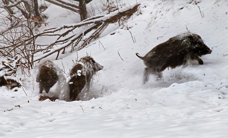Boars! - Hunting, Boar, Hunting and fishing, Russia, Nature
