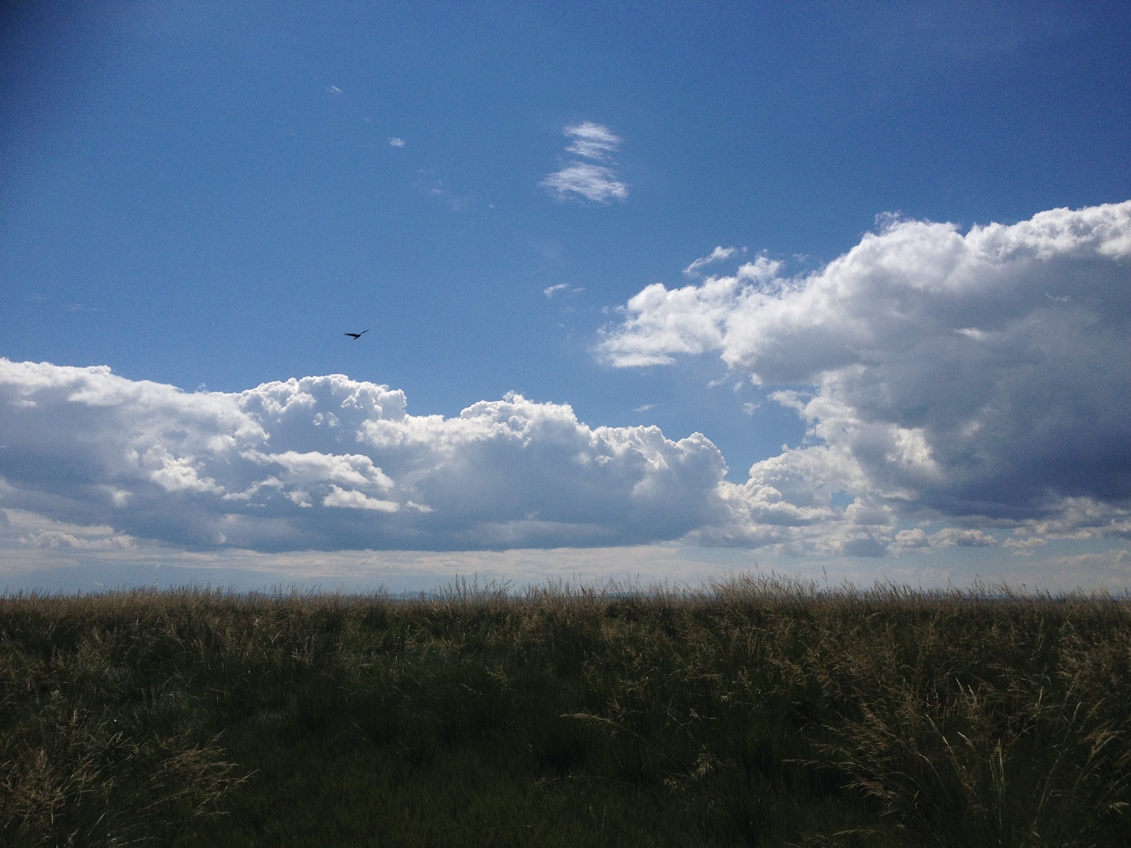 Valley of the Kings - My, Clouds, Khakassia, The mountains, Mound, Steppe, Valley of the Kings, Birds, Longpost