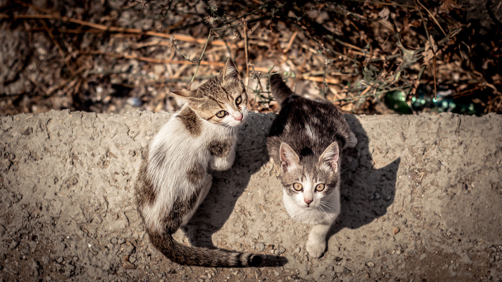 harbor cats - My, The photo, cat, Bulgaria, Summer