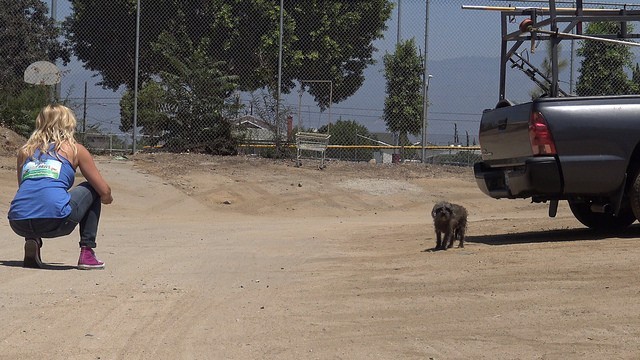 Homeless dog is afraid of rescuers - she protects her baby - Animals, Dog, Longpost