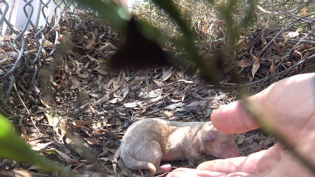 Homeless dog is afraid of rescuers - she protects her baby - Animals, Dog, Longpost