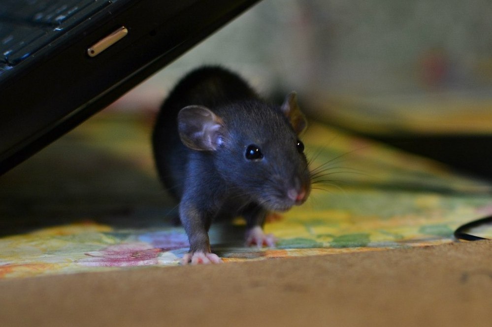 my two ponytails - My, Decorative rats, The photo, Pet, Little Rat, , Rat, Longpost, Pets