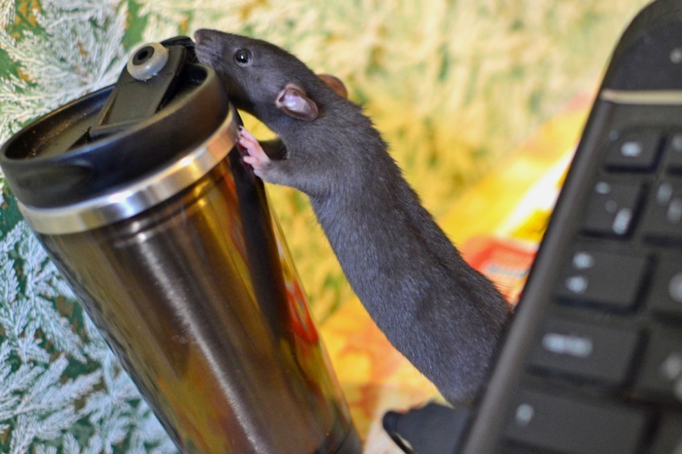 my two ponytails - My, Decorative rats, The photo, Pet, Little Rat, , Rat, Longpost, Pets