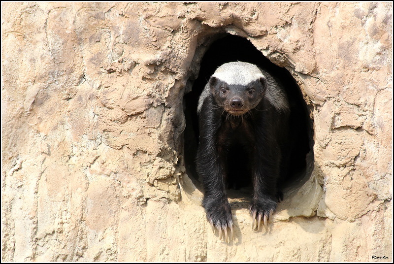 Honey badgers are cute sweet tooth - Honey badger, Far cry, Images, Honey, Animals, Longpost