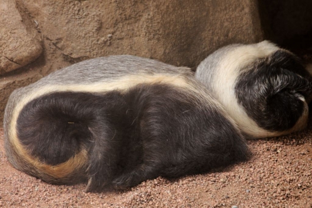 Honey badgers are cute sweet tooth - Honey badger, Far cry, Images, Honey, Animals, Longpost