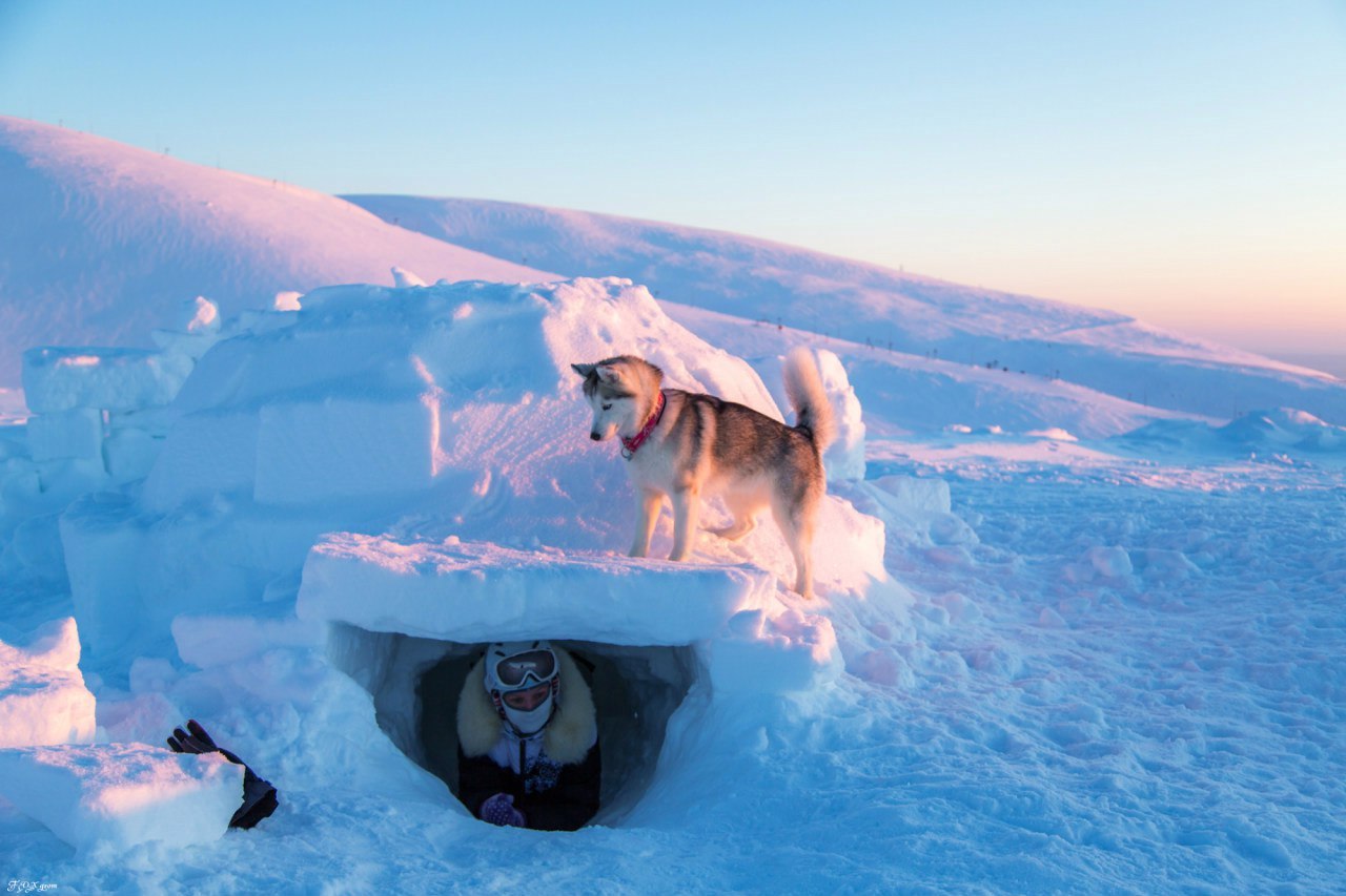 Downhill from the Husky - The photo, Winter, Snow, Skis, Dog, Husky, Murmansk region, Khibiny, Longpost