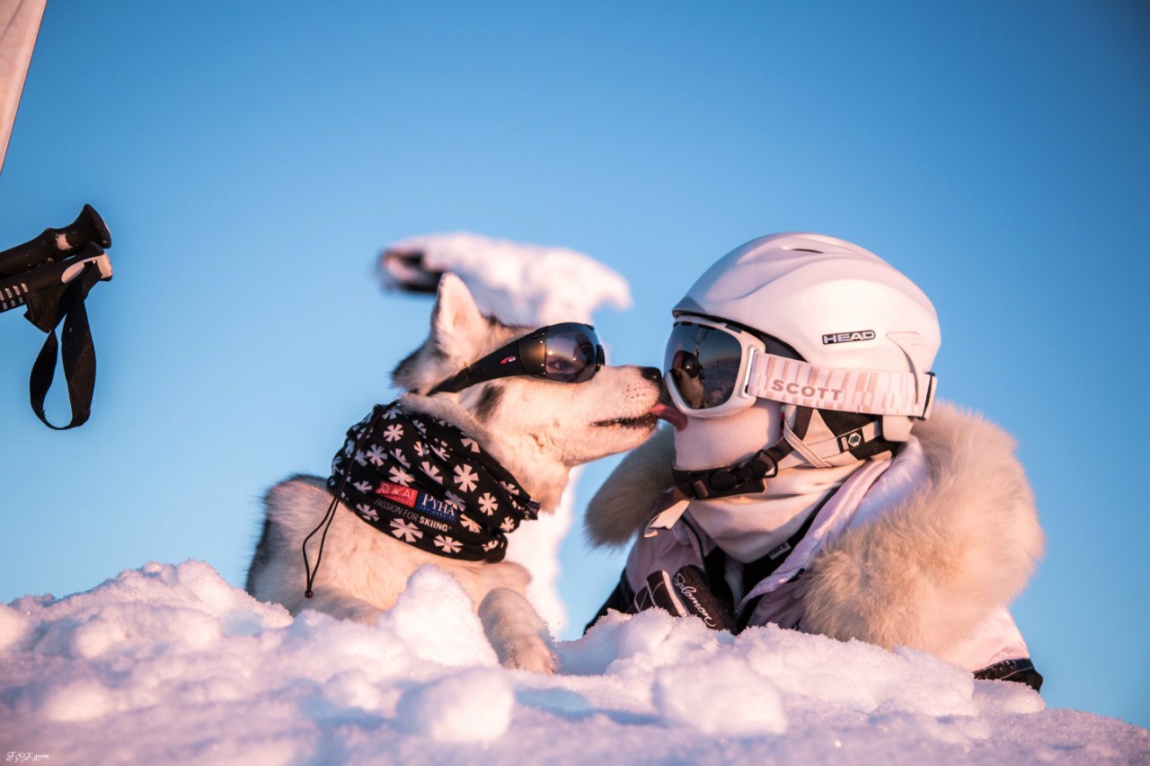 Downhill from the Husky - The photo, Winter, Snow, Skis, Dog, Husky, Murmansk region, Khibiny, Longpost