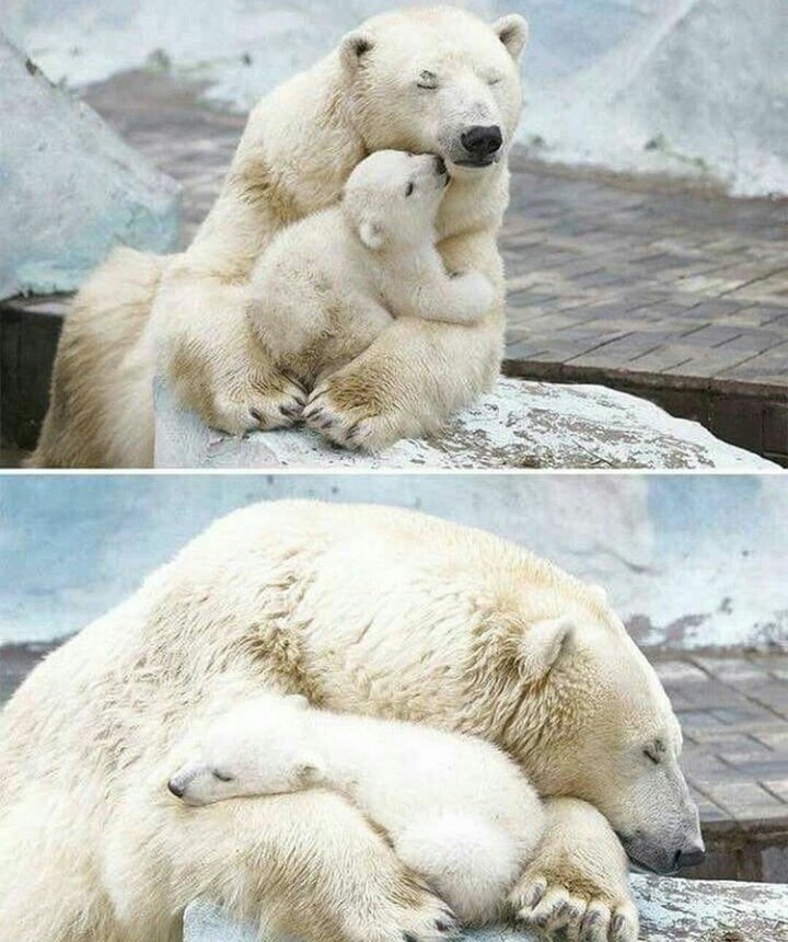 Mum - The photo, Animals, Mum, Polar bear