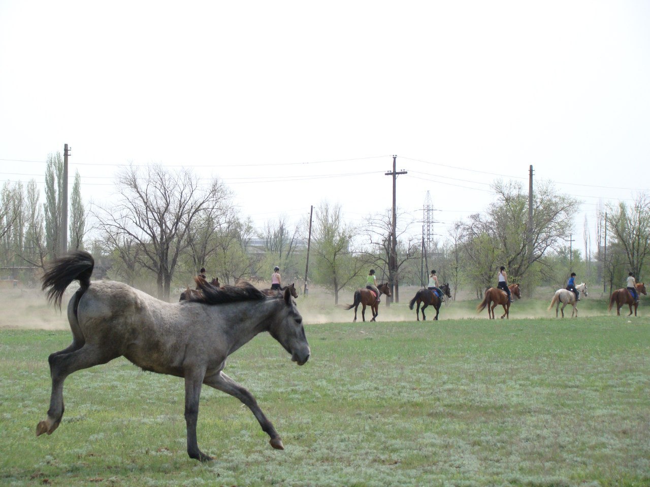 Horse characters - My, Horses, Horses, Character, Upbringing, Longpost