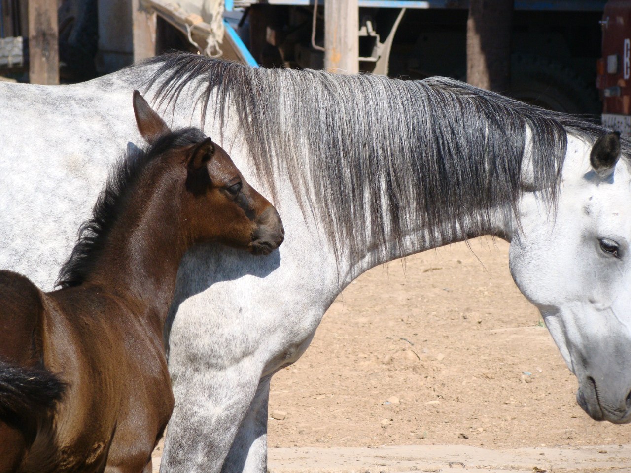 Horse characters - My, Horses, Horses, Character, Upbringing, Longpost