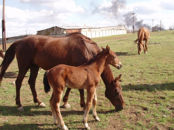 Horse characters - My, Horses, Horses, Character, Upbringing, Longpost