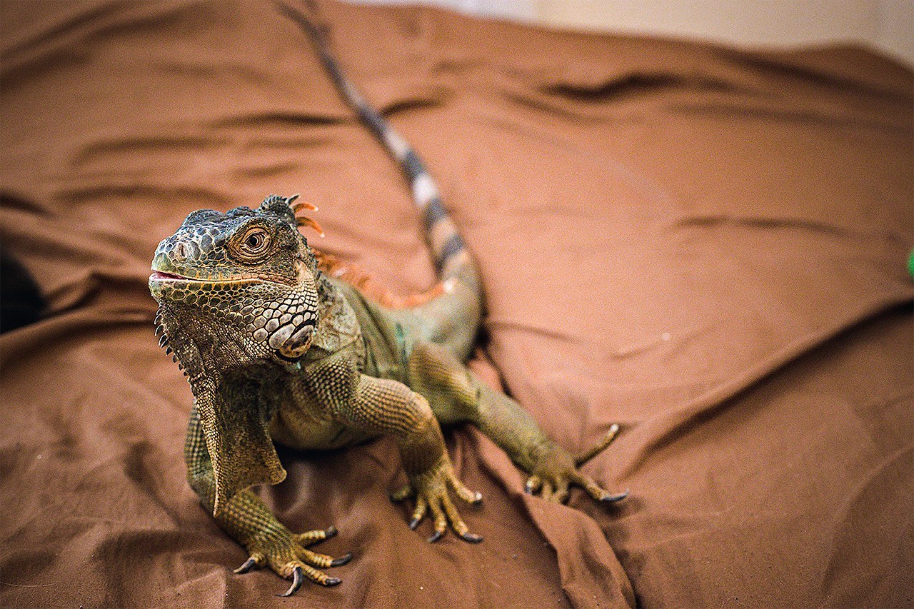 Life with cold guys - Iguana My next roommate is an ordinary Iguana - My, Pets, Lizard, Iguana, cat, Animals, My beast, Exotic animals, Homemade, Longpost