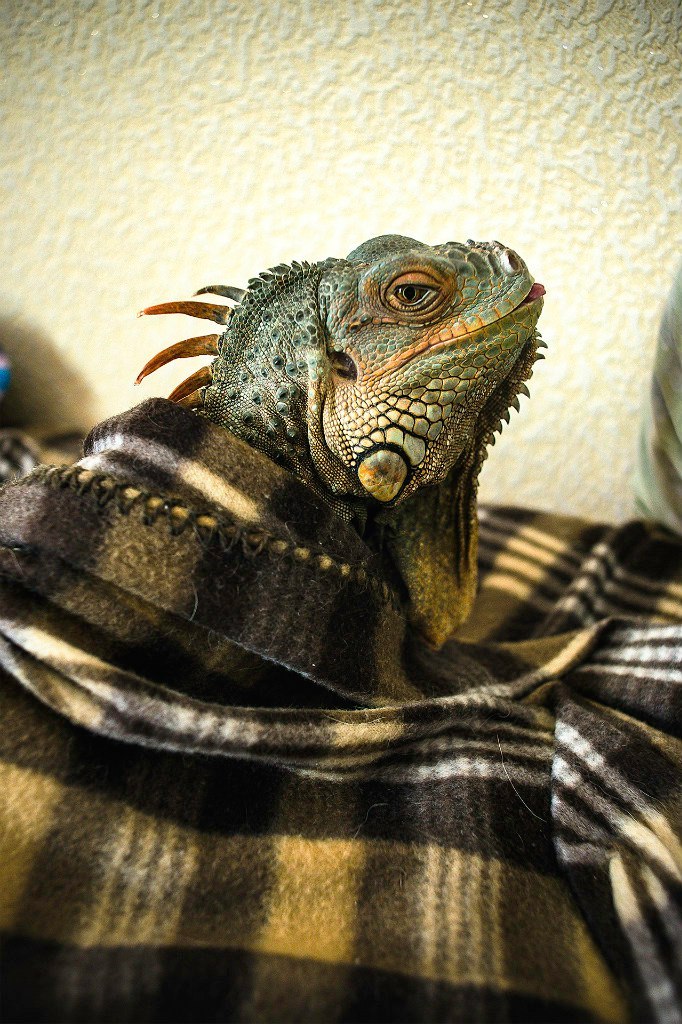 Life with cold guys - Iguana My next roommate is an ordinary Iguana - My, Pets, Lizard, Iguana, cat, Animals, My beast, Exotic animals, Homemade, Longpost