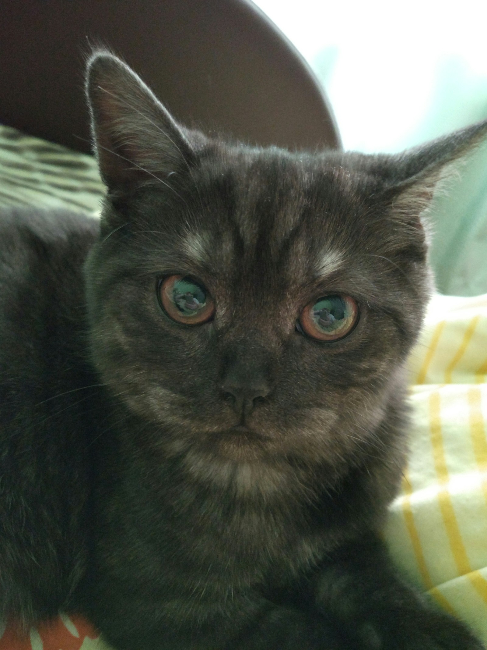 So small and so harsh - My, cat, Scottish lop-eared, Longpost