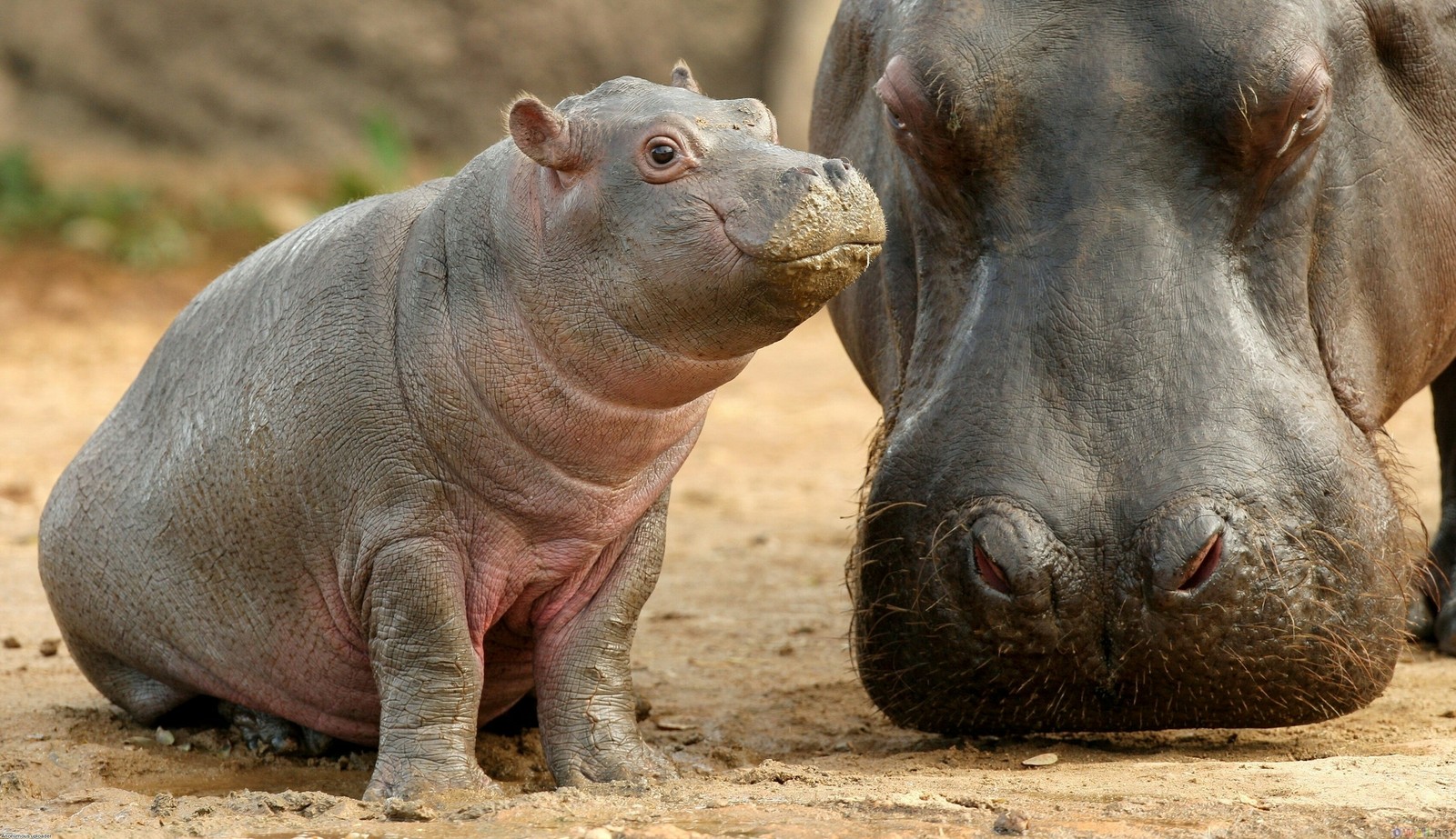 Hippos all in the tape - Nature, Animals, hippopotamus, Longpost