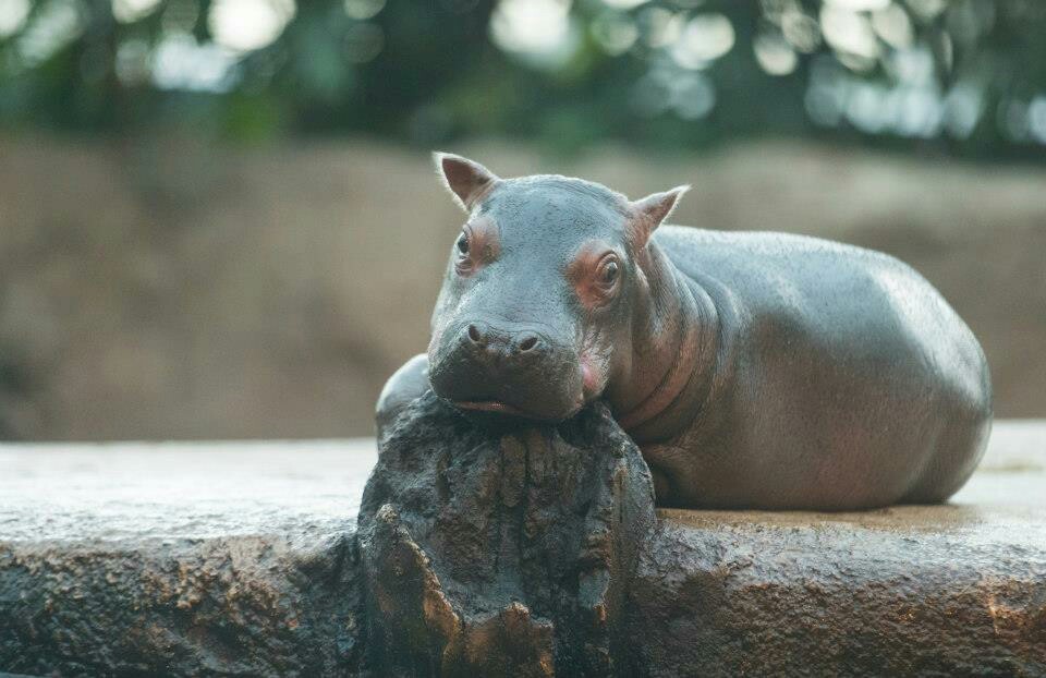 Hippos all in the tape - Nature, Animals, hippopotamus, Longpost