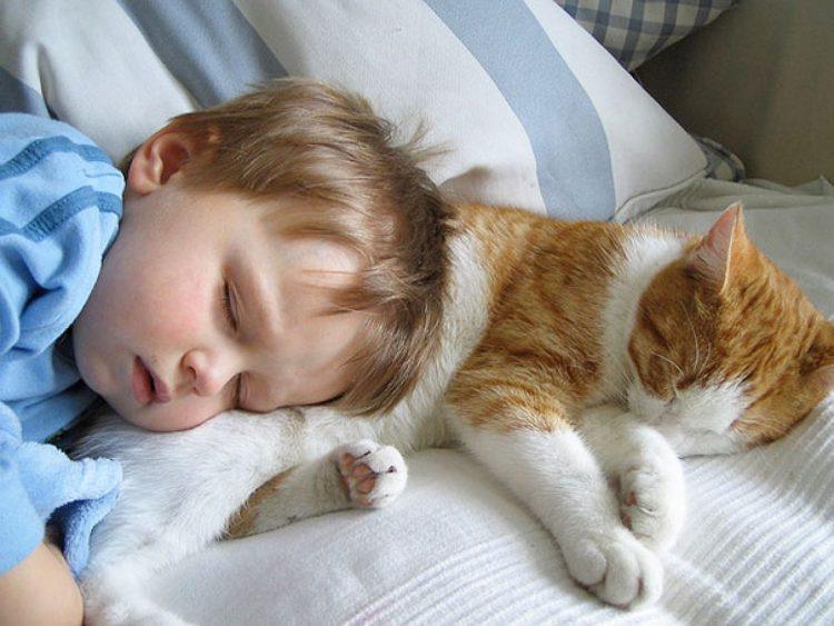 Для чего кошки ложатся спать с хозяевами? | Пикабу