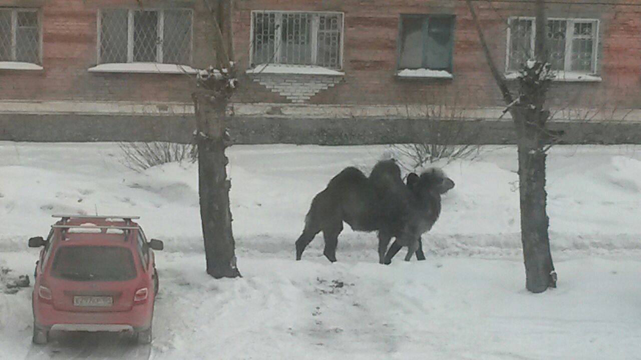 An ordinary morning in Novosibirsk - My, Camels, Novosibirsk, Zoo, Siberia