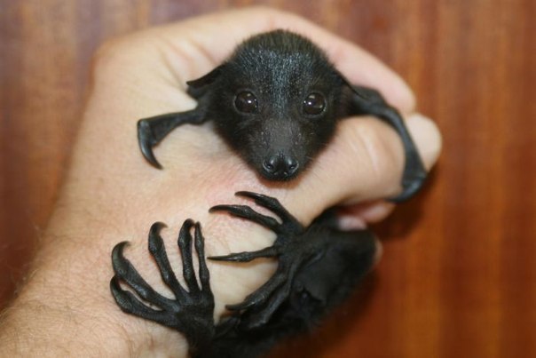 A selection of pictures with bats of varying degrees of cuteness - Bat, Batman, wildlife, Bats, Longpost