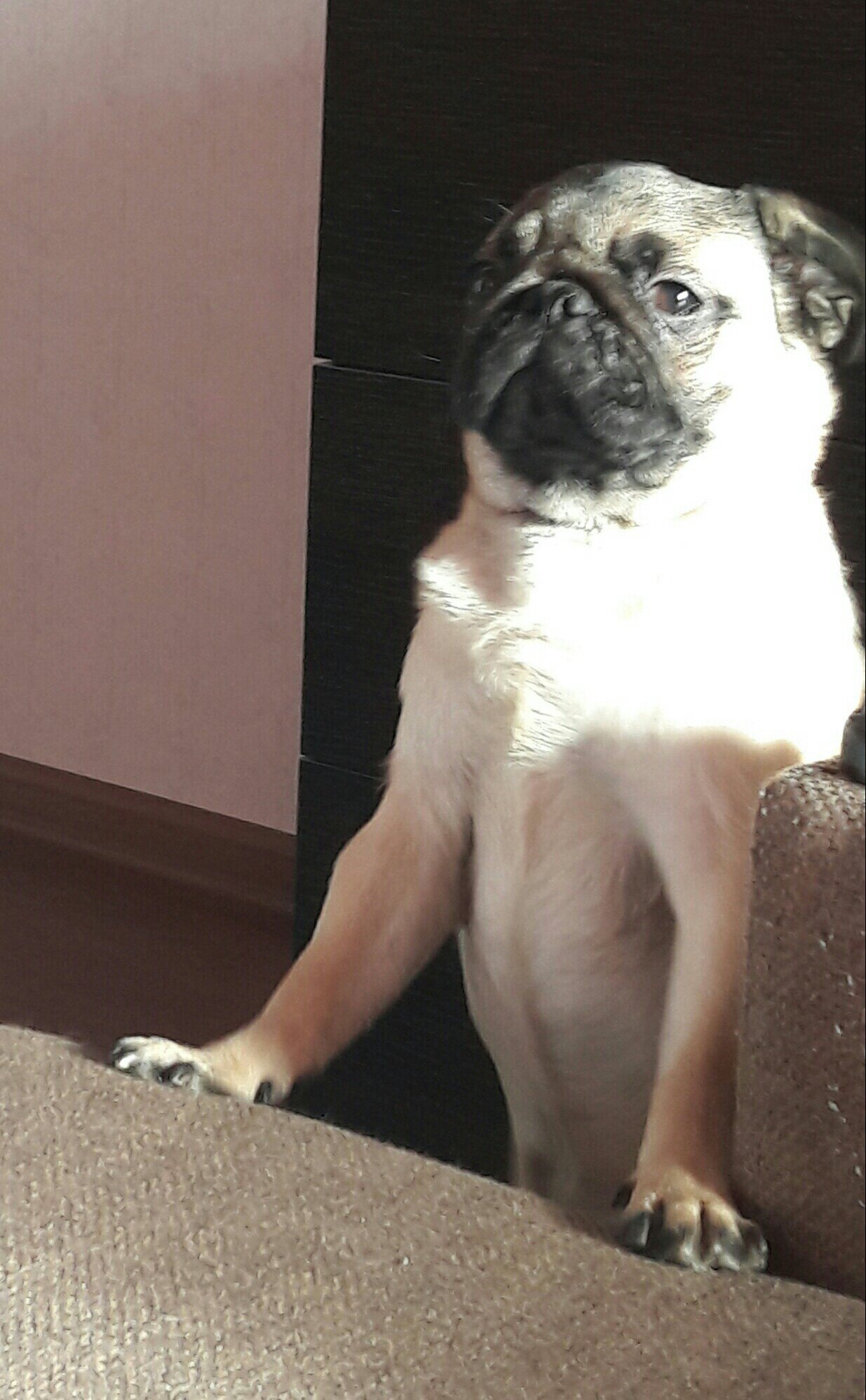 Today I discovered that my dog ??looks like a deputy. - My, Dog, Pug, Deputies, Suspicious Dog