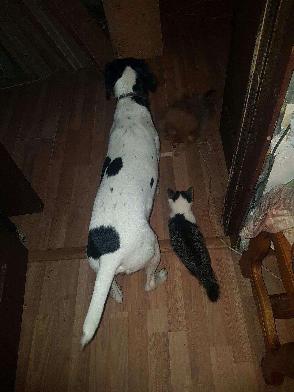 My life - My, Animals, Milota, friendship, Longpost, cat, Dog